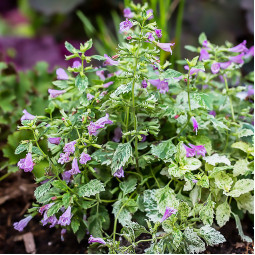 Каламінта Grandiflora Variegata (Грандіфлора Варієгата)