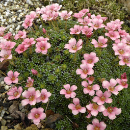 Ломикамінь Peach Blossom