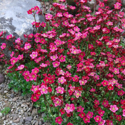 Ломикамінь Pink Blossom