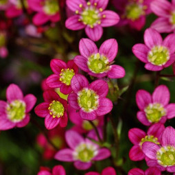 Ломикамінь Pink Blossom