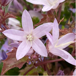 Кампанула Lisduggan Variety (Лісдагген Вераєті)