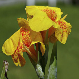 Канна Yellow King Humbert