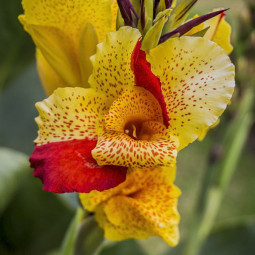Канна Yellow King Humbert