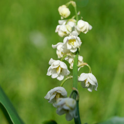 Конвалія Flore Pleno