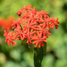 Ліхніс корончатий Garten Wonder