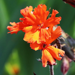 Ліхніс аркрайта Orange Zwerg