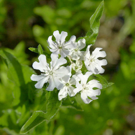 Лихнис халцедонский Raurayf