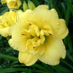 Лілійник Cabbage Flower