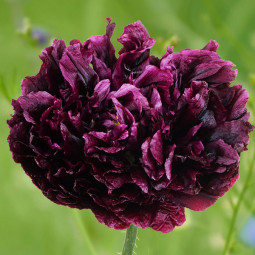 Мак многолетний Black Peony Poppy