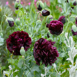 Мак многолетний Black Peony Poppy