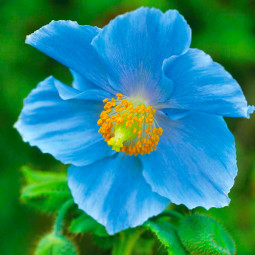 Мак многолетний Meconopsis Grandis