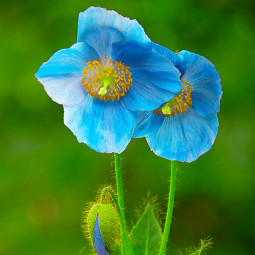 Мак многолетний Meconopsis Grandis