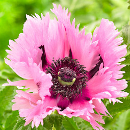 Мак многолетний Sensation Pink Perfection