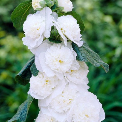 Мальва Brides Bouquet (Брайд Букет)