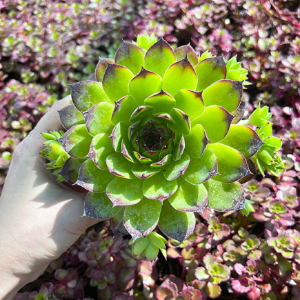 Молодило кровельное Sempervivum tectorum контейнер 0.5 л