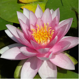 Водяна лілія Laydekeri Rosea Prolifera (Лайдекері Розеа Проліфера)