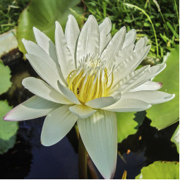 Водяна лілія Marliacea Albida (Марліацея Альбіда)