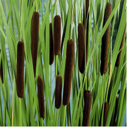 Рогіз (Typha) вузьколистий