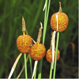 Рогіз (Typha) малий