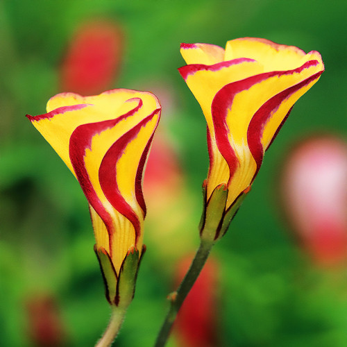 Жалаңаш әйелдердің фотосуреттері және олардың кончалары жабылған кискалары