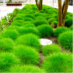 Костриця зелена Готьє контейнер 0.5 л