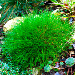 Костриця зелена Готьє контейнер 0.5 л