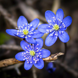 Печіночниця Blue Forest