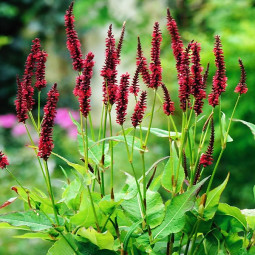 Персікарія Speciosa