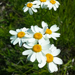 Пижмо Aureum