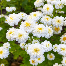 Пижмо White Bonnet