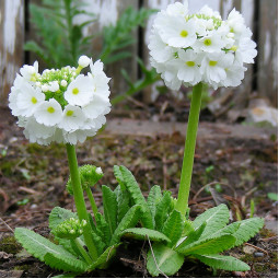 Примула Corolla White (Королла Вайт)