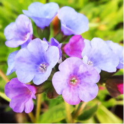 Пульмонарія angustifolia Azurea