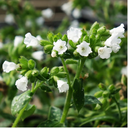 Пульмонарія officinalis Sissinghurst White