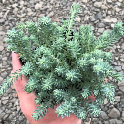 Седум Blue Spruce (Блу Спрус)