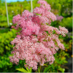 Гадючник hybrida Red Umbrella