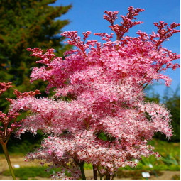 Гадючник rubra Venusta Magnifica