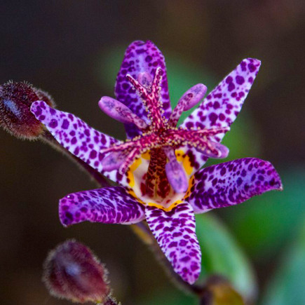 Трициртис Dark Beauty (садовая орхидея)