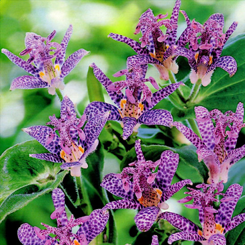 Трициртіс Dark Beauty (садова орхідея)