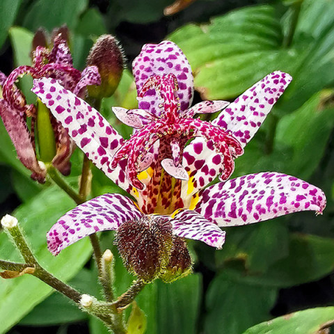 Трициртіс Formosana (садова орхідея)