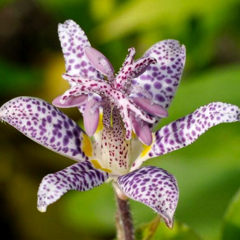 Трициртіс Macropoda (садова орхідея)