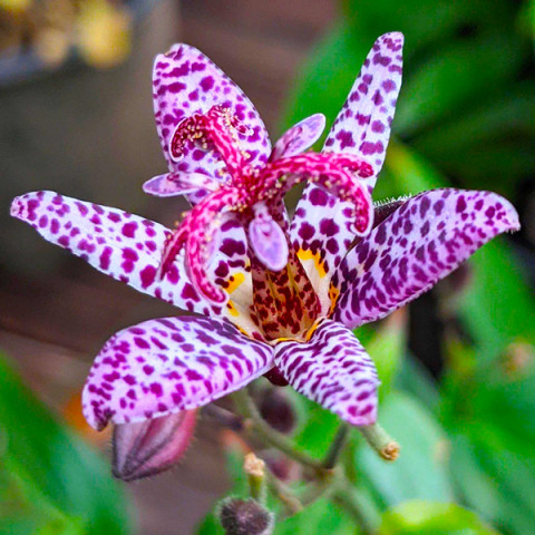 Трициртис Purple Beauty (садовая орхидея)