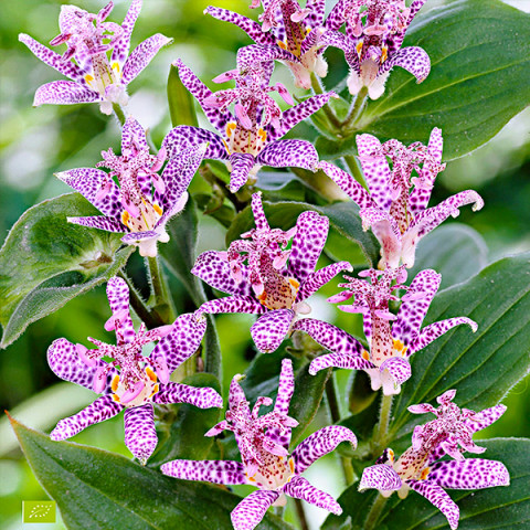 Трициртіс Purple Beauty (садова орхідея)