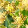 Трициртіс Golden Festival (садова орхідея)