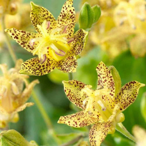 Трициртис Golden Festival (садовая орхидея)