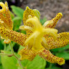 Трициртіс Golden Festival (садова орхідея)