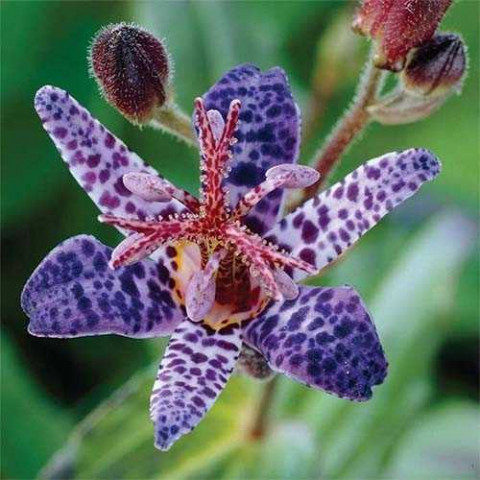 Трициртіс Blue Wonder (садова орхідея)