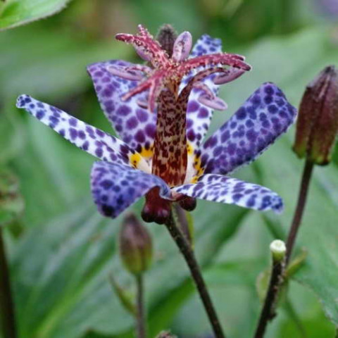 Трициртис Blue Wonder (садовая орхидея)