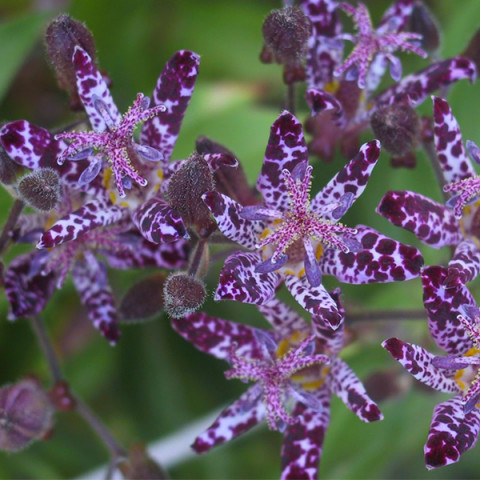 Трициртіс Hirta (садова орхідея)