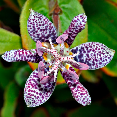 Трициртис Hirta (садовая орхидея)