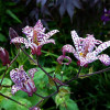 Трициртіс Hirta (садова орхідея)